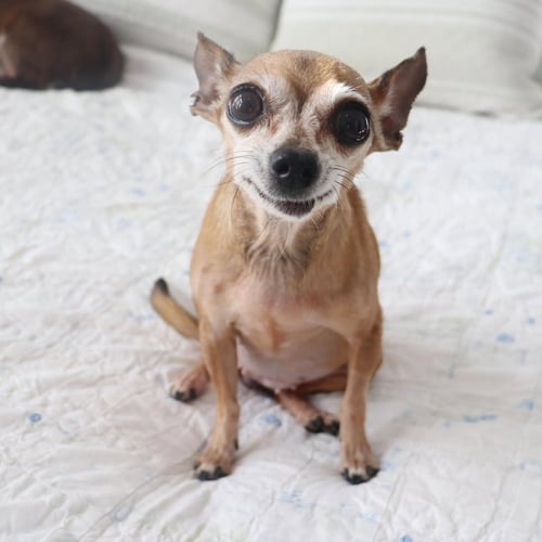 MISS MARGARET - Chihuahua available for adoption