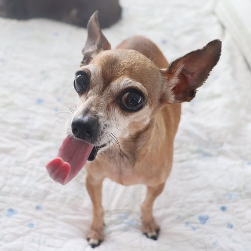 MISS MARGARET - Chihuahua available for adoption