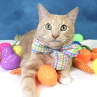Spam - Photo 1
