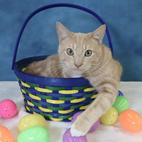 SPAM - Domestic Short Hair available for adoption