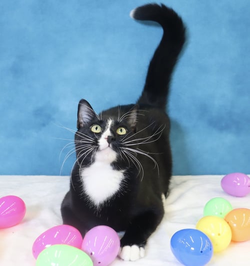 PEPE LE PEW - Domestic Short Hair available for adoption