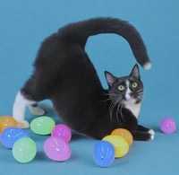 Pepe Le Pew - Photo 1