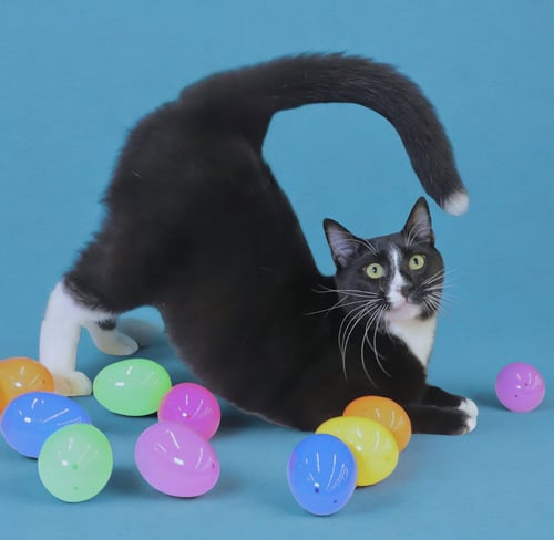 PEPE LE PEW - Domestic Short Hair available for adoption