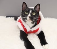 Pepe Le Pew - Photo 4