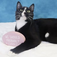 Pepe Le Pew - Photo 3