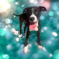 Phoebe - Photo 6