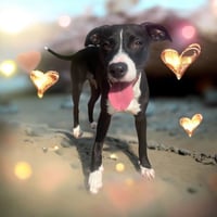 Phoebe - Photo 4