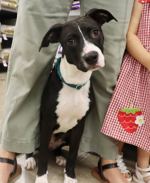 PHOEBE - Hound / Terrier available for adoption