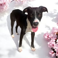 Phoebe - Photo 2