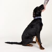 Pluto - Photo 3