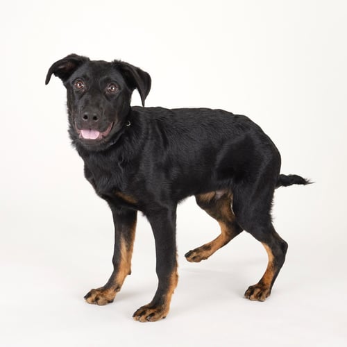 PLUTO - German Shepherd Dog available for adoption