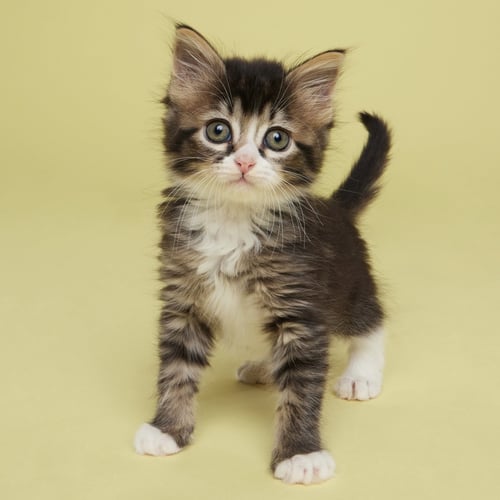 SCOUT - Domestic Medium Hair available for adoption
