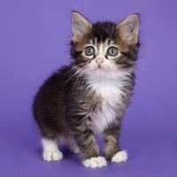 Scout - Photo 3