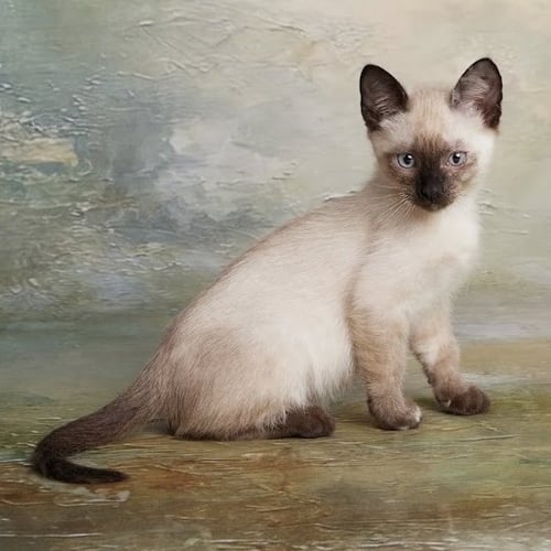 MANGO - Siamese / Domestic Medium Hair available for adoption
