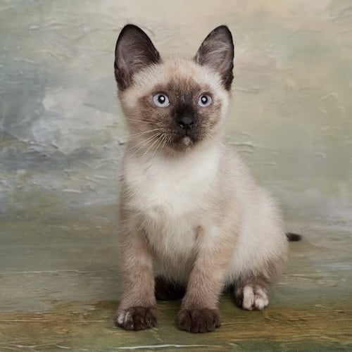 MANGO - Siamese / Domestic Medium Hair available for adoption