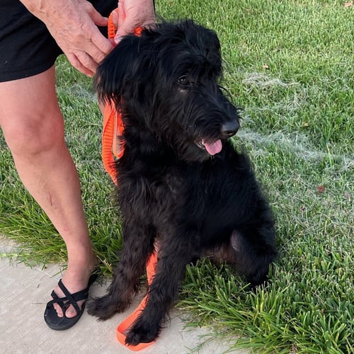 BABY GIRL - Poodle (Standard) available for adoption