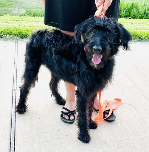 BABY GIRL - Poodle (Standard) available for adoption