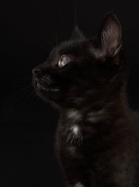 Little Dude - Photo 3