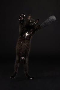 Little Dude - Photo 4