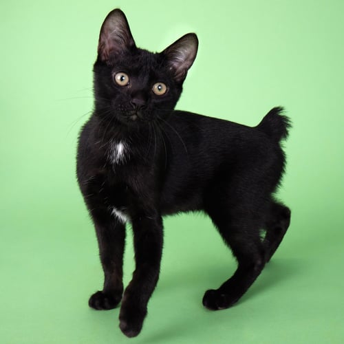 LITTLE DUDE - Manx / Domestic Short Hair available for adoption