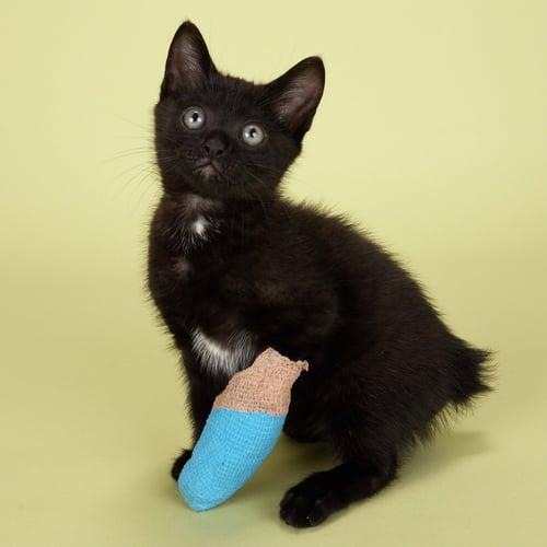 LITTLE DUDE - Manx / Domestic Short Hair available for adoption