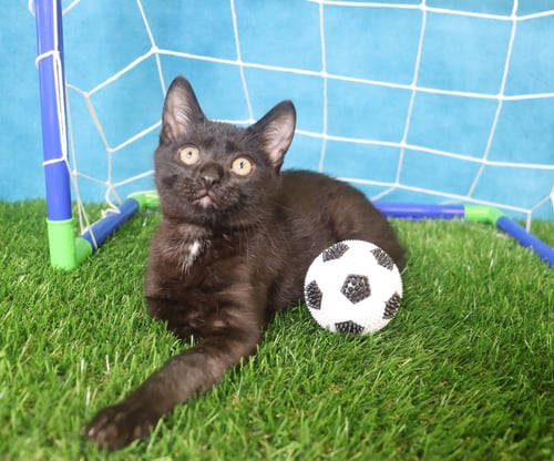 LITTLE DUDE - Manx / Domestic Short Hair available for adoption