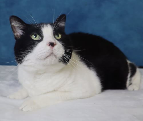 OREO - Domestic Short Hair available for adoption