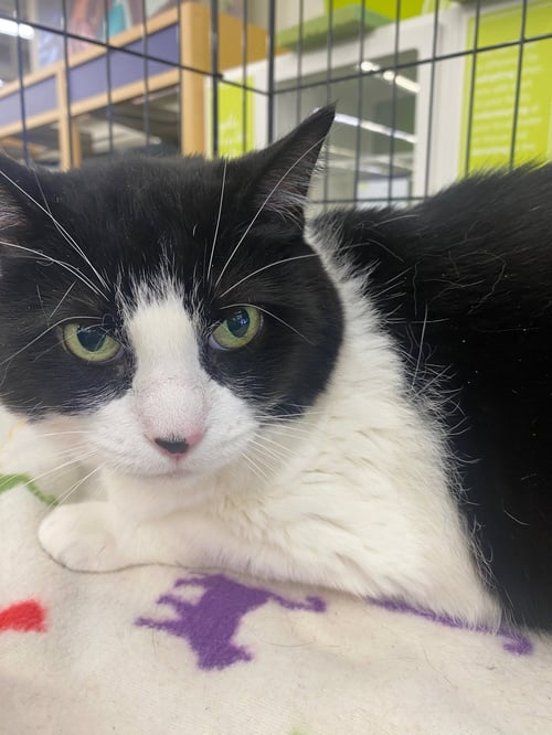 OREO - Domestic Short Hair available for adoption