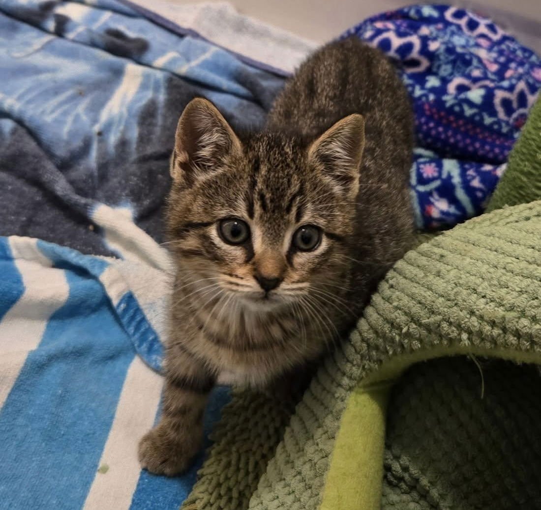 GIGI - Domestic Short Hair available for adoption