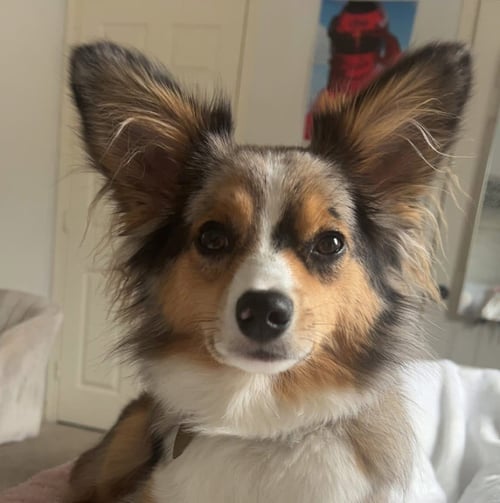 HARLO - Australian Shepherd available for adoption