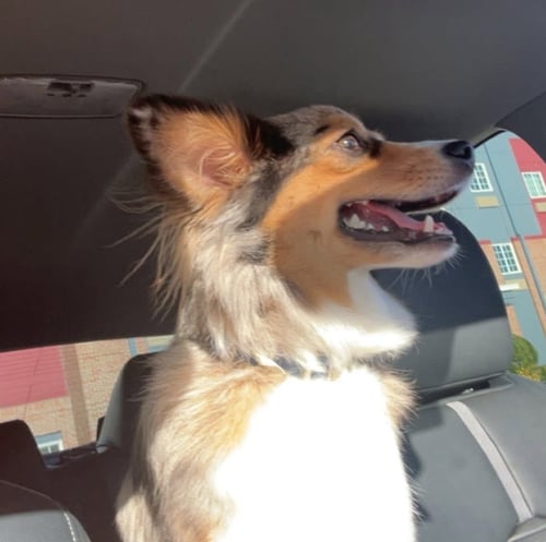 HARLO - Australian Shepherd available for adoption