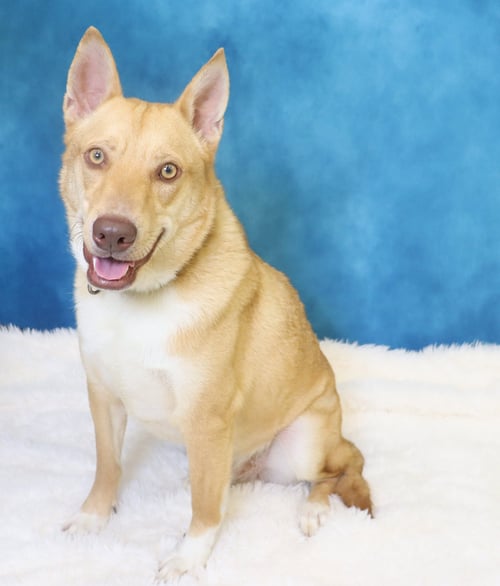 FOXY - Husky / Pit Bull Terrier available for adoption