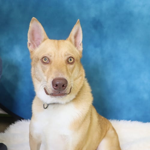 FOXY - Husky / Pit Bull Terrier available for adoption