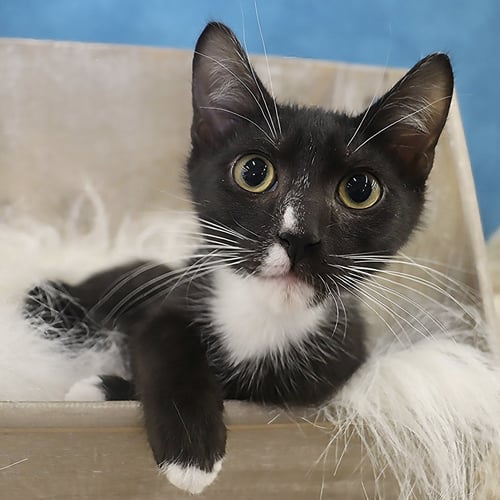 FELIX - Domestic Short Hair available for adoption