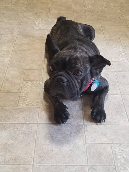 LOLA - French Bulldog available for adoption