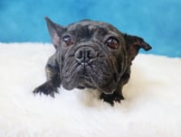 Lola - Photo 3