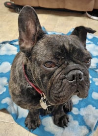 Lola - Photo 4