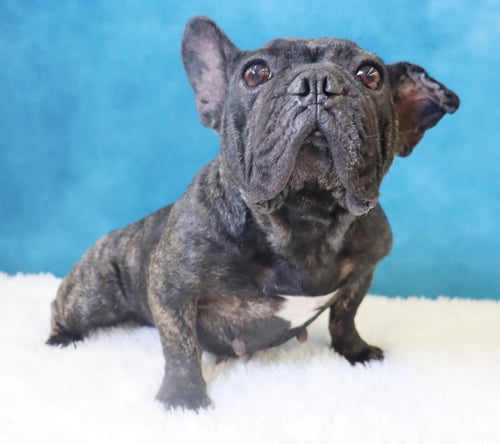 LOLA - French Bulldog available for adoption