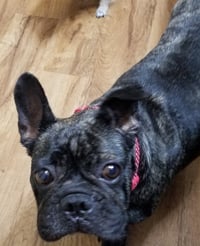 Lola - Photo 6
