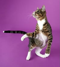 Tippy - Photo 4