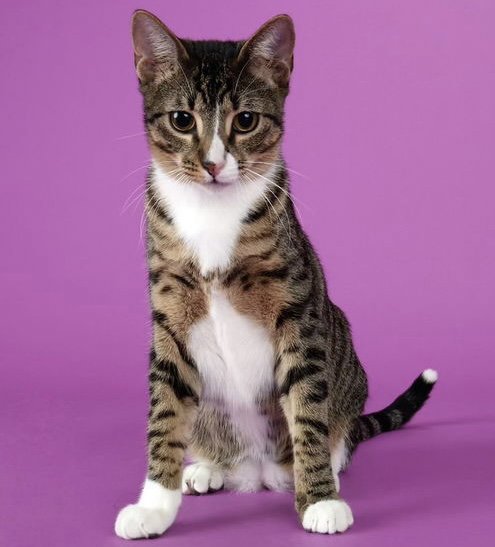 TIPPY - Domestic Short Hair available for adoption