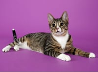 Tippy - Photo 3