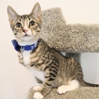 Tippy - Photo 5