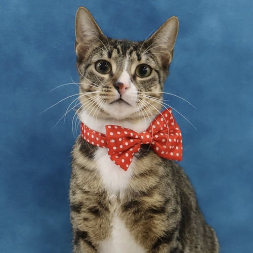 TIPPY - Domestic Short Hair available for adoption