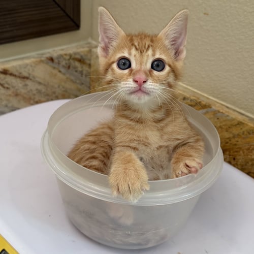 RILEY - Domestic Short Hair available for adoption