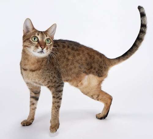 JADE - Domestic Short Hair / Bengal available for adoption