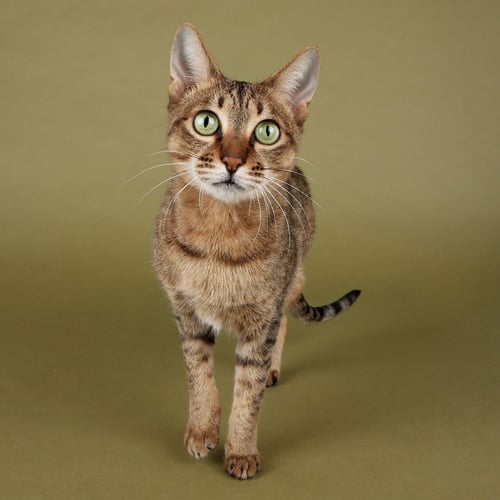 JADE - Domestic Short Hair / Bengal available for adoption