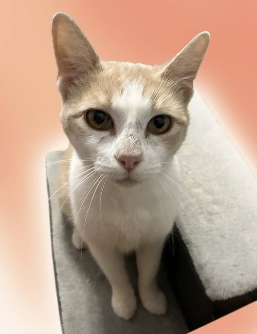 CHAMP - Domestic Short Hair available for adoption