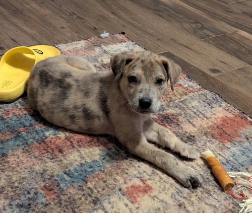 STORMI - Australian Cattle Dog/Blue Heeler / Shepherd for adoption in League City