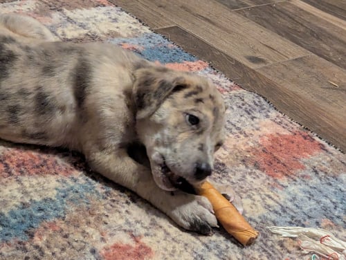 STORMI - Australian Cattle Dog/Blue Heeler / Shepherd available for adoption